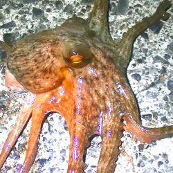 焼津港、石津浜での釣果